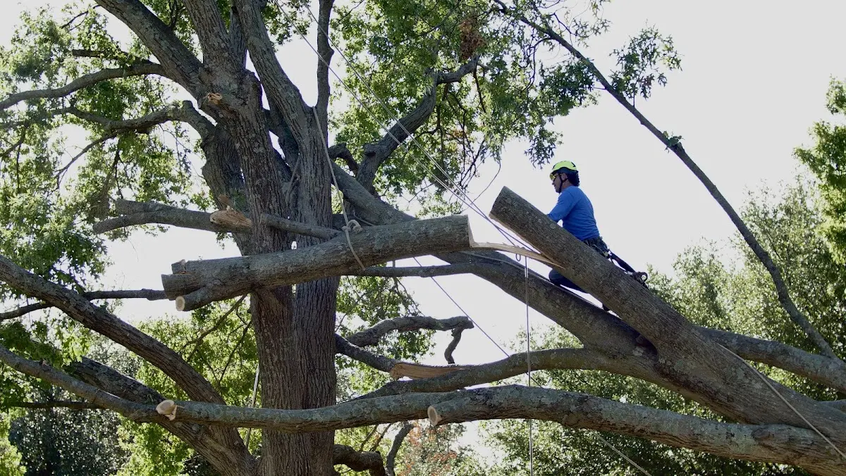 Professional Crown Thinning performed by certified arborists in Gatlinburg