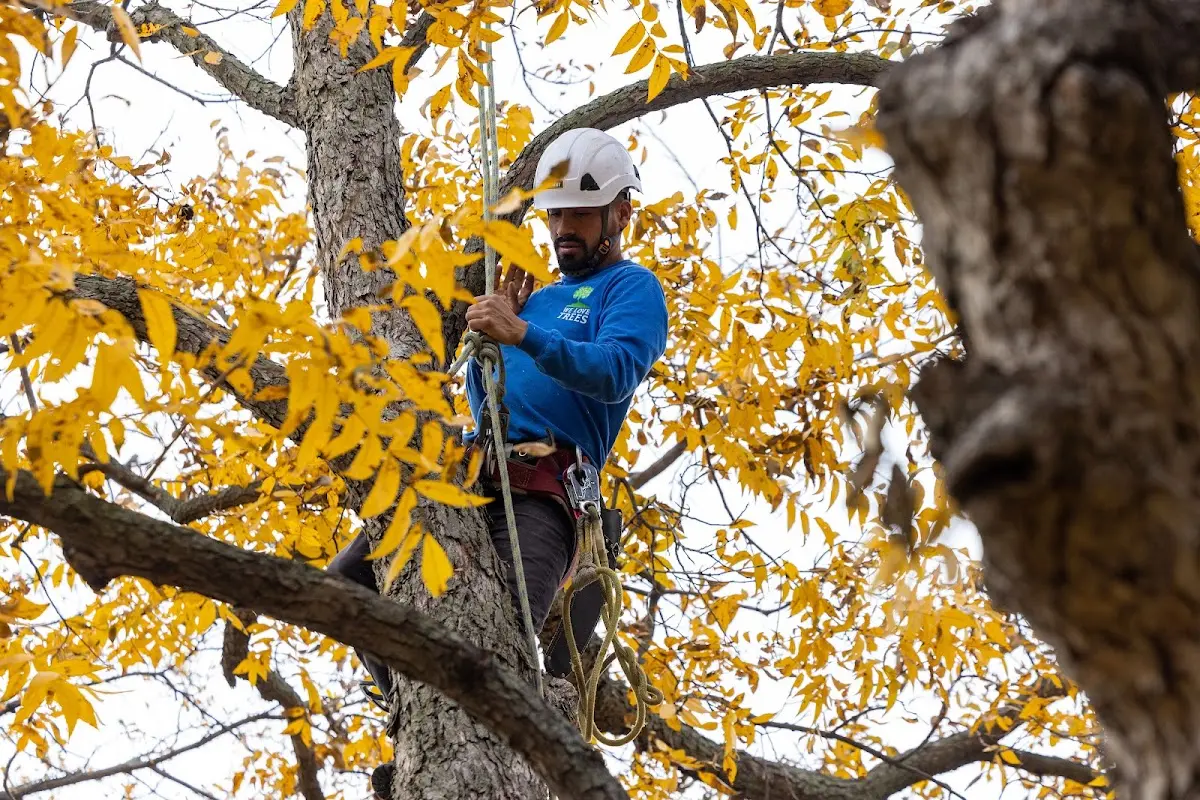 Skilled Tree Planing crew working in Gatlinburg